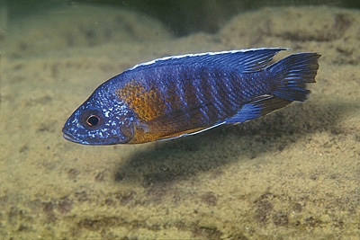 Aulonocara stuartgranti 'Metangula'